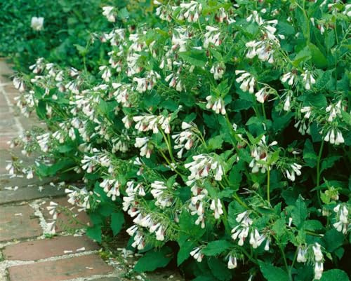 Symphytum grandiflorum 'Hidcote Pink' 9x9 cm Topf – Winterhart, Mehrjährig, Pflegeleicht – Großblütiger Beinwell – Bodendecker für Garten & Beet