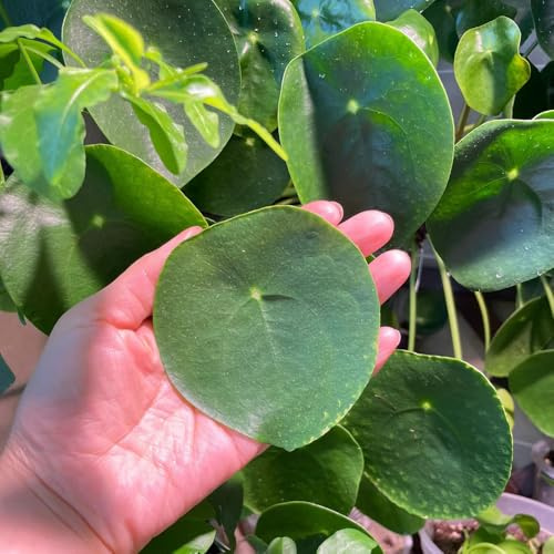 glückstalersamen, Pilea peperomioides, blumenstauden pflanzensamen exotisch Chinesischer Geldbaum bio alte sorten steingarten gartenblumen deko wohnzimmer topfpflanzen balkonblumen 120pcs