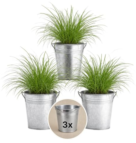 Pflanze Plus | Herbe à chat (Cyperus zumula) | Lot de 3 plantes avec pot en zinc | Plante d'intérieur facile d'entretien