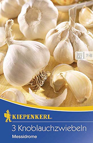 Kiepenkerl 611429 Knoblauch Messidrome (3 Stück) (Winter-Pflanzknoblauch)