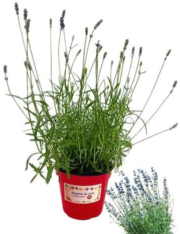 P. Piantine da Orto | Lavanda Nana, Pianta in Vaso Diametro 14 cm, Pianta Pronta per il Trapianto, Pianta Vera da Esterno, Piantina Aromatica per Balcone o Terrazzo, Vivaio Italiano