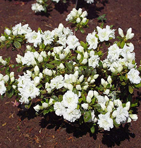 Japanische Azalee Eisprinzessin® 40-50cm - Rhododendron obtusum - Zwerg Alpenrose - lebende Gartenpflanze aus den Baumschulen