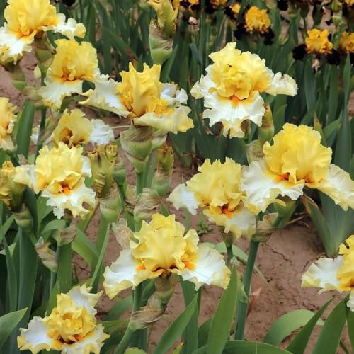 semi di iris, rustiche per balconi Iris tettoria, semi da giardino biologici Le perenni sono 300pcs