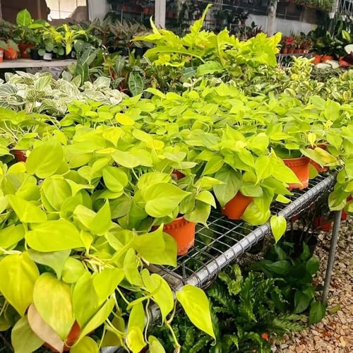 pothos resistenti per giardini rocciosi semi di pothos rara decorazione murale verde rampicante sospese decorazione recinzione viticci da appartamento che purificano 500semi