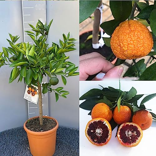 SAVINI VIVAI Clementino planta Clementino Amoa8 árbol de cítricos en maceta de 20 cm altura 70 cm 2-3 años de injerto, fabricado en Italia