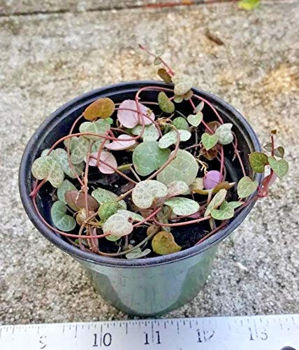 Semi di GERMINAZIONE: String der Herzen-ROSARY'CEROPEGIA woodii «Lebenden Pflanzen, Long Rebstöcke: Schiff 4 Pot!