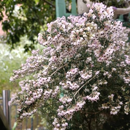 heidekraut, bodendecker winterhart mehrjährig heidekraut, frühlingsblume kräuterpflanzen, schnittblumen winterharte kübelpflanzen 500samen