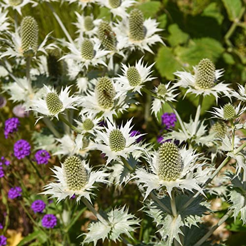 Eryngium giganteum 'Miss Willmott's Ghost' Kew Pollination Eryngium giganteum Sea Holly Hardy Perennial Garden Flower Plant Grow Your Own 1x Seed Packet (Approx. 30 Seeds) by Thompson and Morgan
