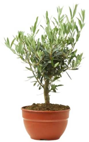 verdecora