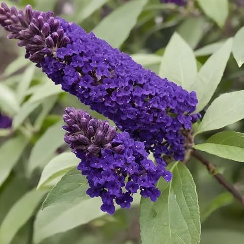 BUDDLEJA Davidii MIDNIGHT Viola ALBERO DELLE FARFALLE h30cm FOTO REALE AMDGarden