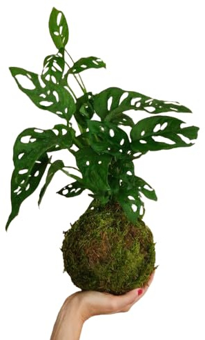 Planta Kokedama -Monstera Adansonii - DECOALIVE - Monstera Monkey Leaf- Musgo Natural