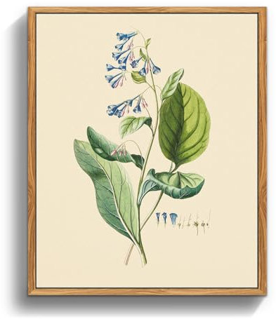 MHARTK66 Cuadros Decoracion Dormitorios con Marco Madera, 20x25 cm Vintage Planta Lienzos Decorativos Pared Salon, Cuadros Pequeños Decoracion Pared Pulmonaria Botánica Herbaria, Wall Art Comedor Baño