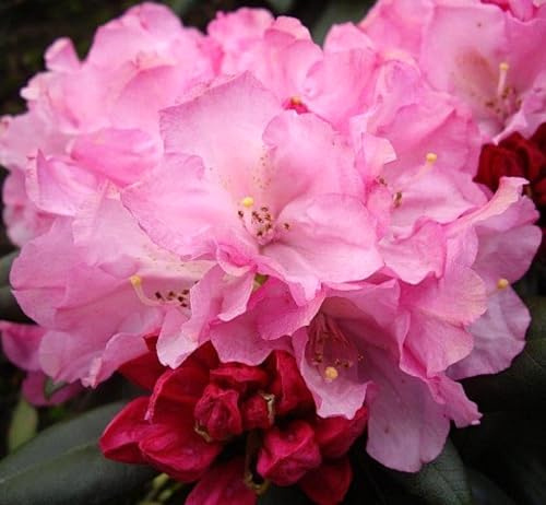 Rhododendron yakushimanum 'Polaris' Japanische Azalee Hochstamm 80-100 cm winterhart Freilandaufzucht