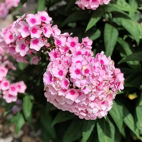 Phlox de alfombra - flox subulata Jardín de sombra 600semillas