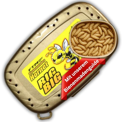 Lebende Bienenmaden – Premium Angelköder für Forellen & Saibling – Frische, aktive Ködermaden für Pose, Grundblei & Sbirolino – Lebendfutter – mit ELBKAISER Bienmadenguide