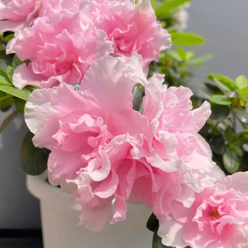 semi di rododendro, biologici, azalea resistente perenni, d'appartamento giardino 100pcs