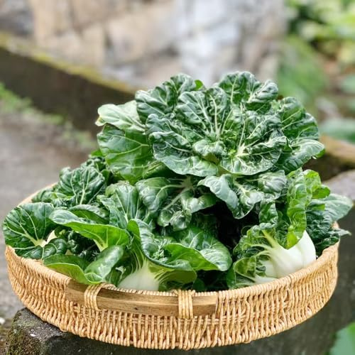 cavolo cinese, semi di pak choi, verdi sostenibili balcone serra resistenti vecchie varietà di aromatiche da giardino raro esotico 500pcs
