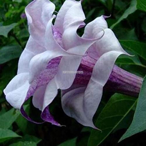 AGROBITS 10pcs: 10/20 / 50Pcs Brugmansia Graines Bonsai Ange Trum Graines de fleurs Er99 01