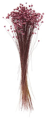 VBS Glixia rosa Getrocknete Pflanzen 8g 25cm Naturmaterial Dekoration Blumenstrauß Trockenblumenarrangement