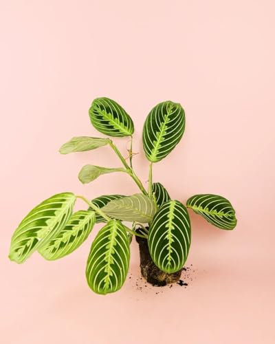 PUR PLANT Maranta Lemon Lime | Planta de la oración | Planta natural de interior tropical y colorida | Hojas verdes y amarillas decorativas | Maceta de Ø14 cm