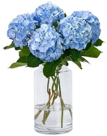Bouquet de Hortensia Azul con 10 Flores Naturales de Alta Duración