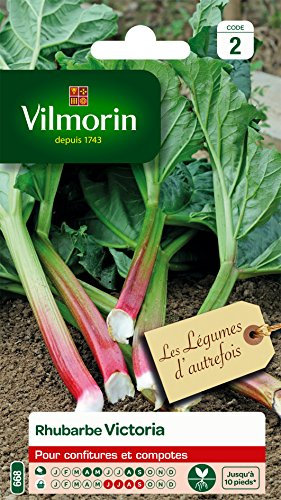 Vilmorin 3182670119859 3910242 Rhubarbe Victoria, Vert/Rouge, 90 x 2 x 140 cm
