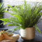 Nephrolepis Fougère de Boston | de 25 à 35 cm Plante en Pot pour la Maison ou le Bureau | Meilleure Plante d'intérieur