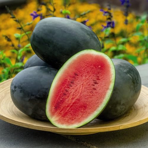 Watermelon 'Little Darling' F1 Seeds - Compact, Quick-Maturing Variety for High Yields of Sweet Juicy Fruits - Ideal for Greenhouse or Polytunnel Growing - 5 Seeds by Thompson & Morgan