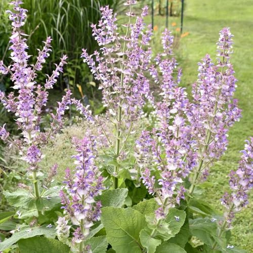 Semillas de salvia - Salvia japonica - semillas de jardín silvestres 50pcs