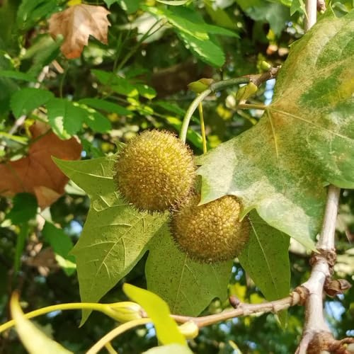 Platanus orientalis verdi da balcone sempreverdi da balcone sostenibili appartamento acquistare interno giardino perenni resistenti giardino di semi 20semi