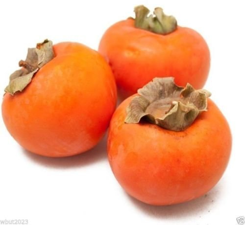 Kaki, Kakibaum 10 Samen -Diospyros kaki- (Winterhart bis -15 C°)