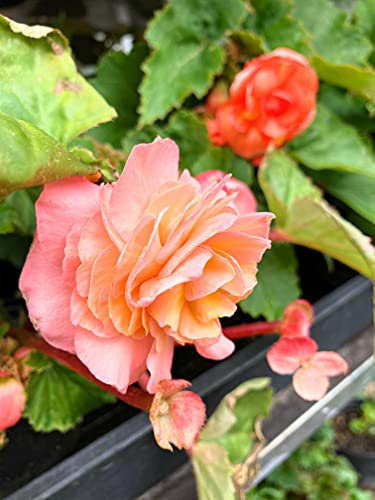 6 corms of Salmon-Coloured Begonia Includes Postage