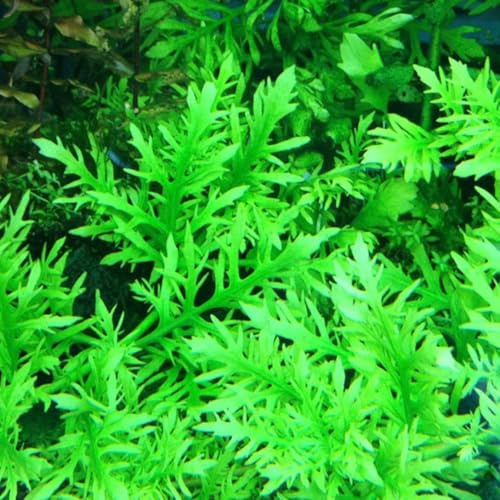 Semi di acquario di acquatiche - resistenti per il giardino d'acquario - da stagno sostenibile decorazione dell'acquario antiche varietà 150pcs