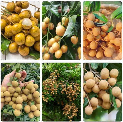 longan pflanzensamen säulenobstbäume säulenobst wildkräuter pflanzendeko indoor kräutergarten biosaatgut hochbeete für garten stauden winterhart mehrjährig longansamen gartenkräuter 15samen