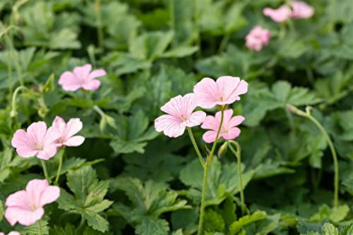 Geranium x oxonianum 'Wargrave Pink' 9x9 cm Topf – Winterhart, Mehrjährig, Pflegeleicht – Storchschnabel – Bodendecker für Beet & Rabatte