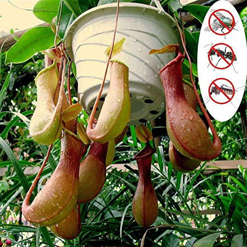 Benoon Semi Di Nepenthes, 1 Borsa Semi Di Nepenthes Semi Di Piante Perenni Naturali Produttivi Per Giardino Semi di Nepenthes