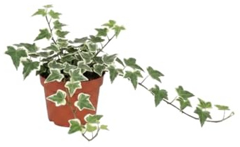 DECOALIVE Hedera Helix Variegata con Hiedra jaspeada Planta Jaspeada para Interior o Exterior Maceta 13 cm Altura 25 cm
