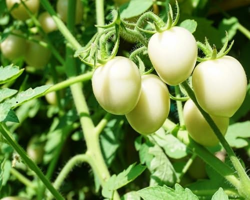 Semi di pomodoro da orto 40 pezzi per piantagione e coltivazione di pomodori bianchi