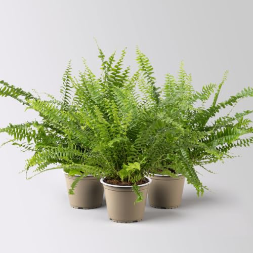 Schwertfarn 'Green Lady', Topf-Ø 12cm, Höhe ca. 35 cm, 3 Pflanzen