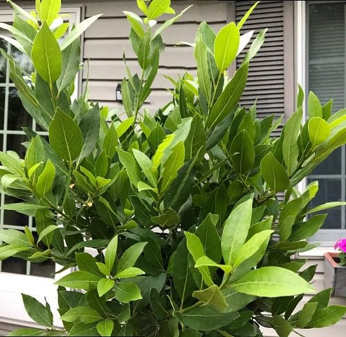 30 graines de laurier