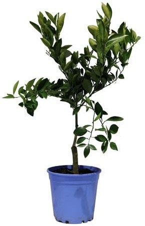 Naranjo Vivo y Productivo Tu Propio Huerto de Naranjas