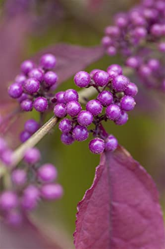 Liebesperlenstrauch Callicarpa bodinieri Profusion 125-150 cm winterhart | Violette Beeren im Herbst, sonnig bis halbschattig, schnittvertraeglich, ideal fuer Beet und Kuebel, bienenfreundlich