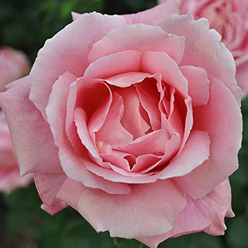 Heirloom Hybrid Tea Roses, Live Own Root Plant for Outdoor Garden, Tiffany, Very Fragrant, Hardiness Zones: 7-10, Continual Blooming