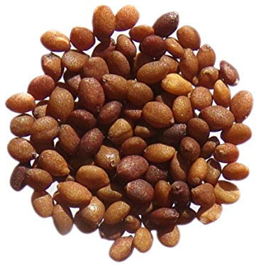 Marjolaine Annuelle - 0,50 grammes - Origanum Majorana - SEM14