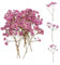 Ruzister 50 flores secas, pequeñas flores de aliento de bebé, naturaleza real, rosa y delicada, para manualidades, velas, resina, joyas, arte de uñas, manualidades, gypsophila