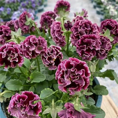 semi resistenti di viola corno, giardino Viola cornuta, farfalle decorazione perenni resistenti d'appartamento rare 600pcs