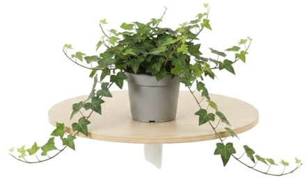 Hedera Helix Verde Hiedra DECOALIVE Planta Verde Colgante para Interior Maceta 13 cm Altura 25 cm