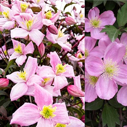 Clematis 'Montana Rubens' x3 Plants - Vigourous Climbing Plant in 9cm Pots