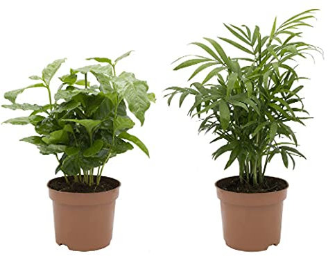 Palmera de Interior Chamaedorea Elegans y Planta del Café Coffea Arabica