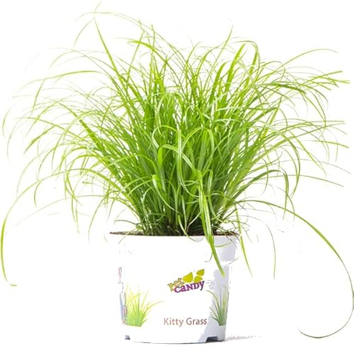 Cyperus Alternifolius Zumula la Hierba Natural para Gatos y Otros Animales
